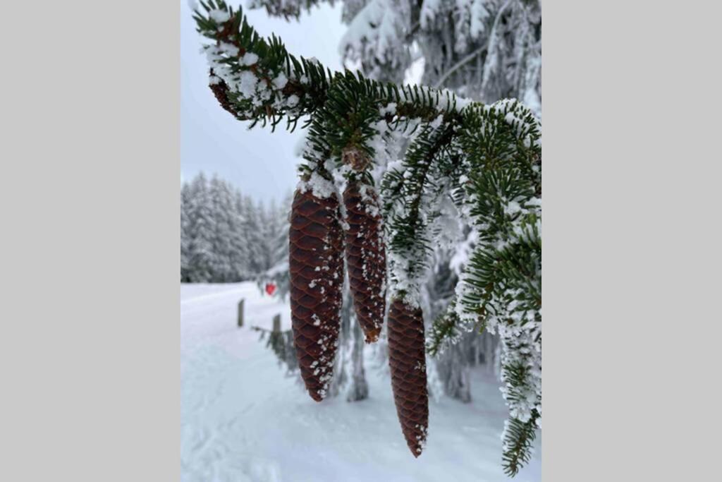 Zeit Fuer Dich Am Bergelchen, Winterberg Apartment Екстериор снимка